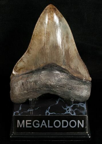 Well Serrated Megalodon Tooth #6311